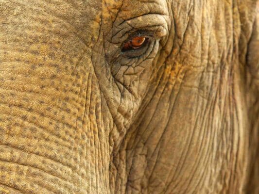 Tiere 0206003